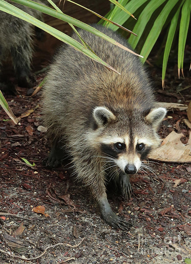 Raccoon Bandit Photograph by Carol Groenen