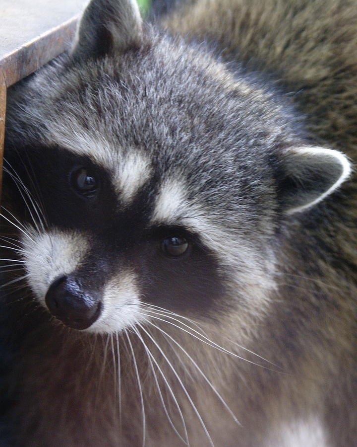 Raccoon Photograph by Ben Upham III