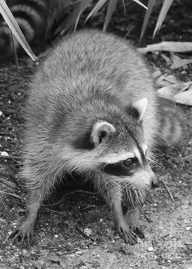 Raccoon - Black and White Photograph by Carol Groenen