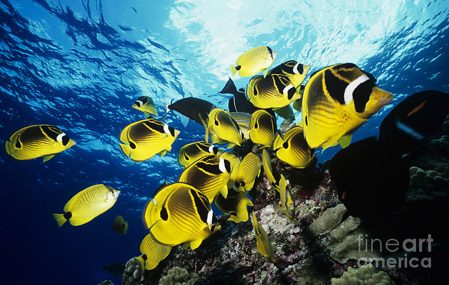 Raccoon Butterflyfish Photograph by Ed Robinson - Printscapes