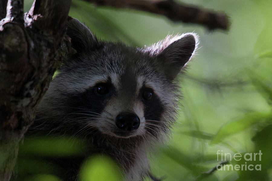 Raccoon Closeup Photograph by Dale Powell