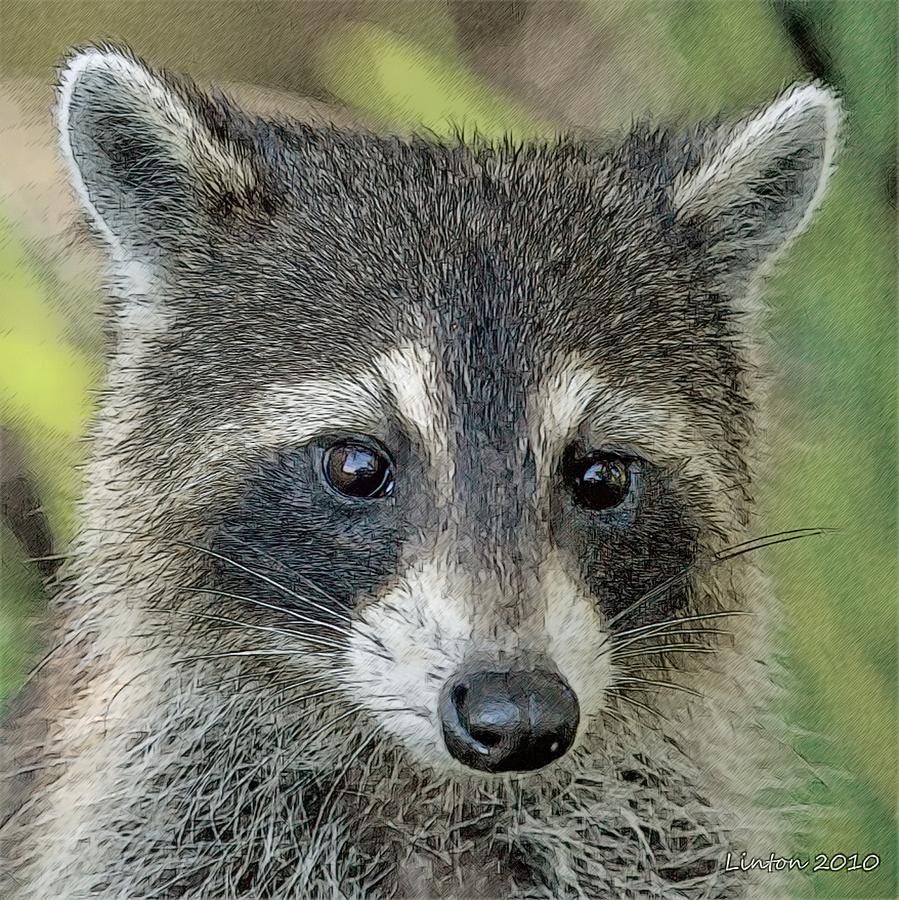 Raccoon Color Sketch Photograph by Larry Linton