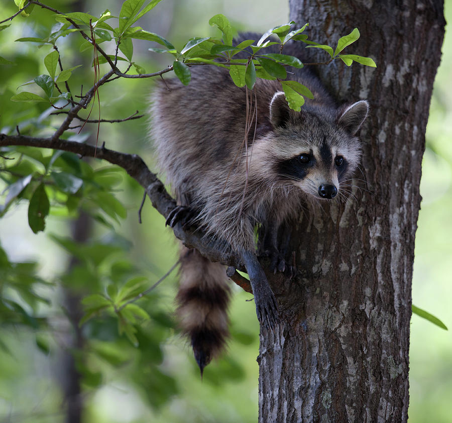 Raccoon Photograph by Dale Powell