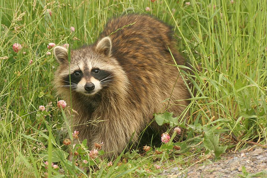 Raccoon  Photograph by Doris Potter