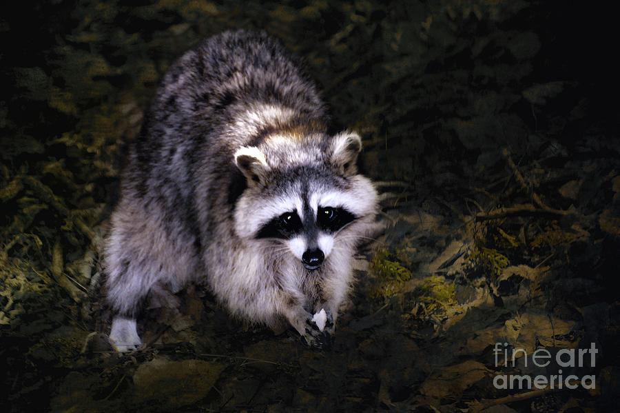 Raccoon  Photograph by Elaine Manley