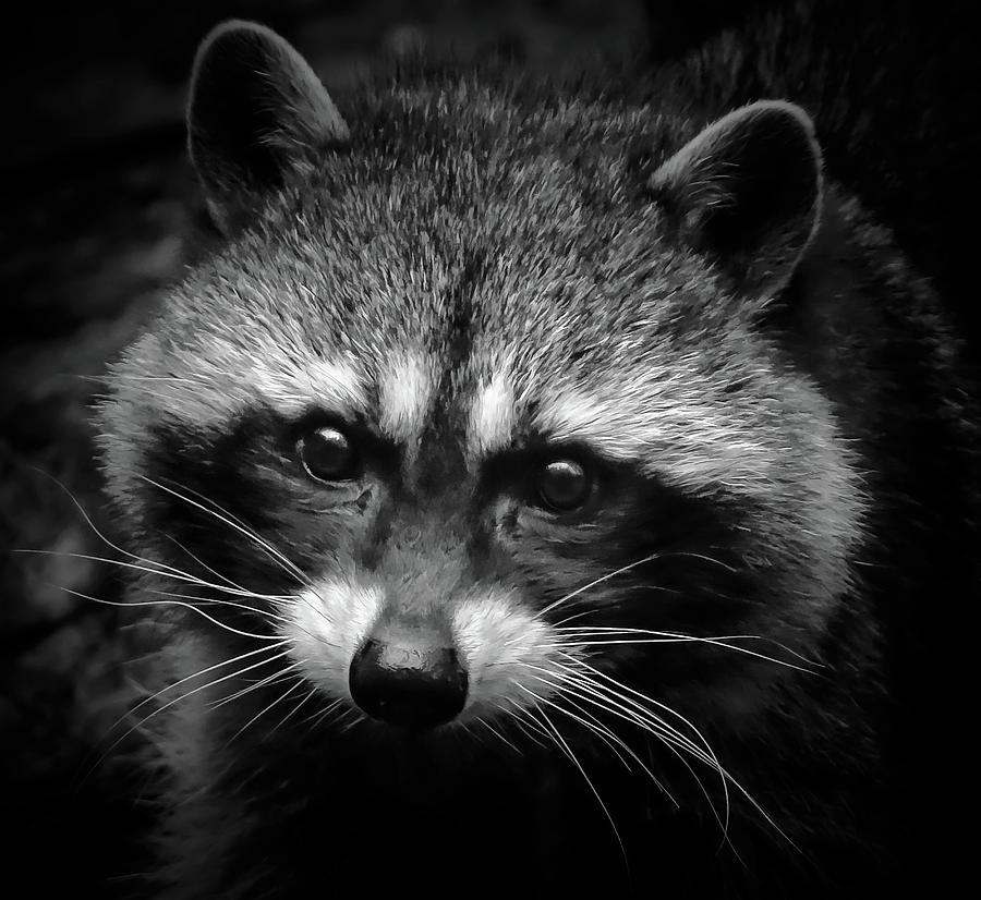 raccoon face side
