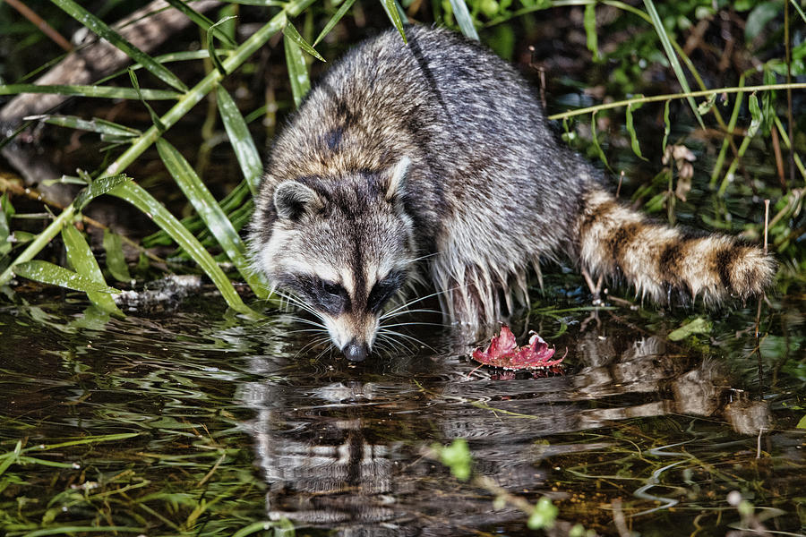 Raccoon Feeding in Water Beside a Red Leaf Photograph by Artful Imagery