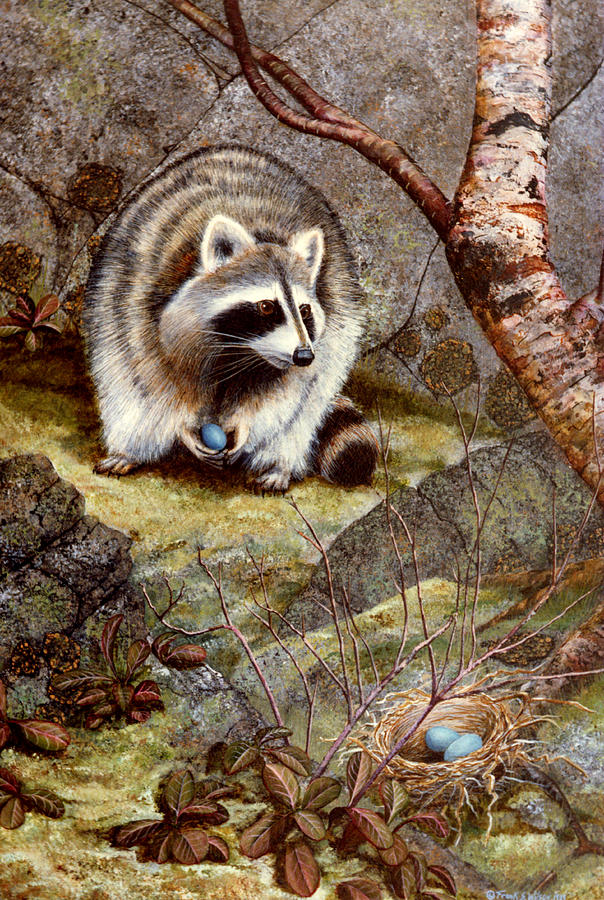 Raccoon Found Treasure  Painting by Frank Wilson