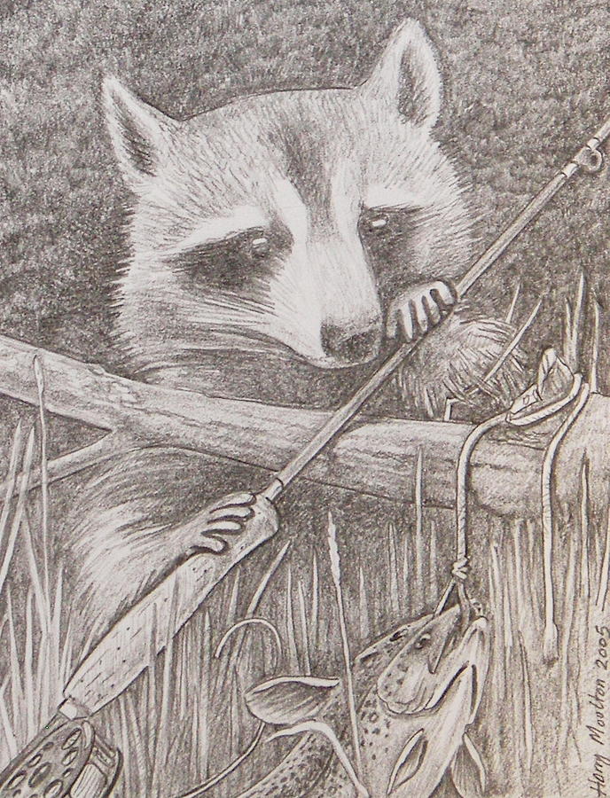 Fish Drawing - Raccoon by Harry Moulton