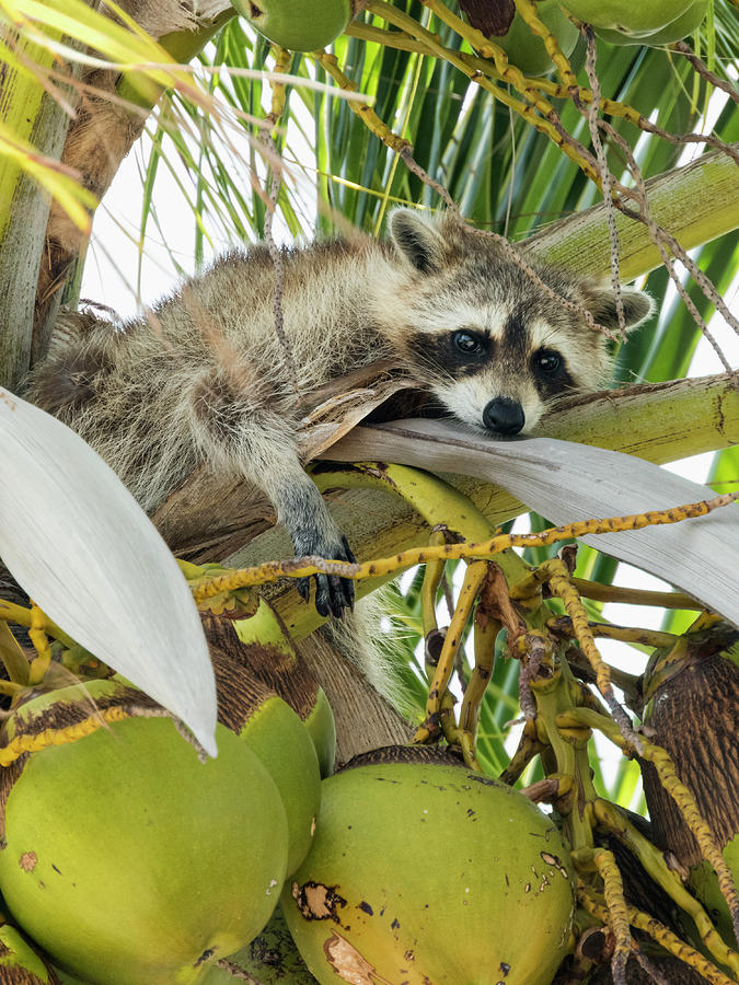 Raccoon in a Palm Tree on a Sunny day Photograph by Bob Slitzan