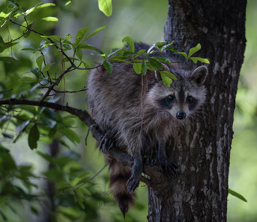 Raccoon in a Tree Photograph by Dale Powell