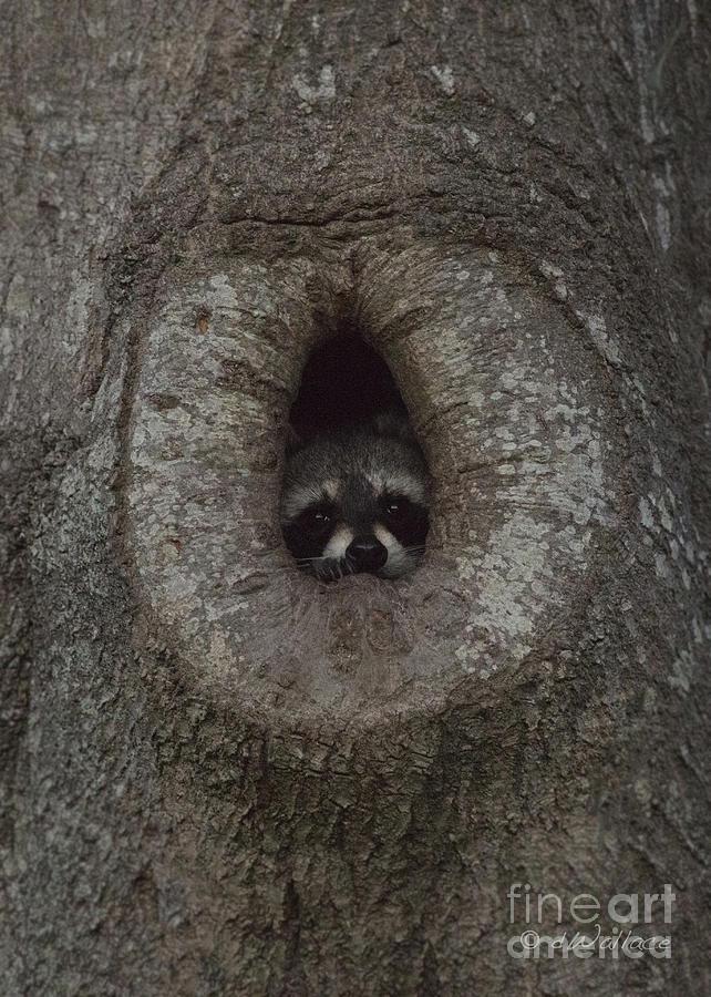Raccoon in his Tree Hole Photograph by D Wallace