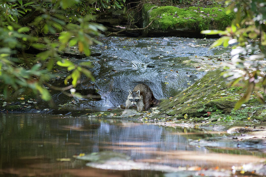 Raccoon in stream Photograph by Dan Friend