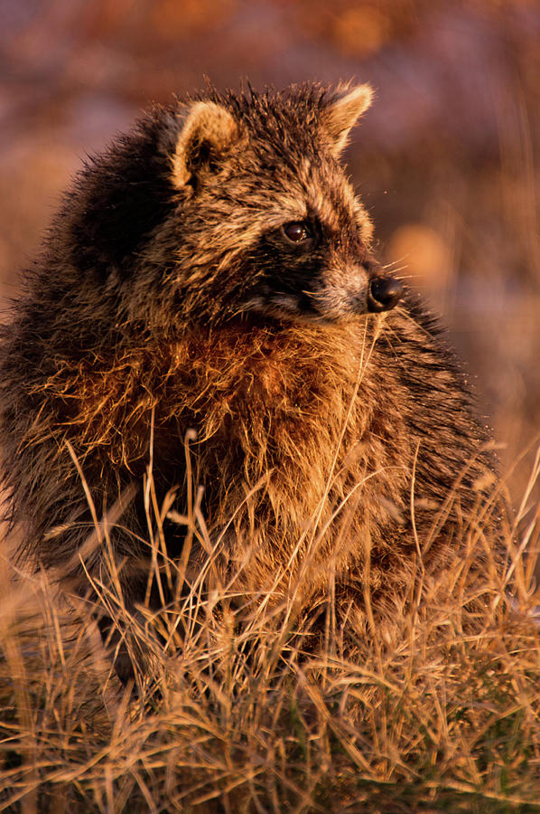 Raccoon In Sunlight Photograph by John De Bord