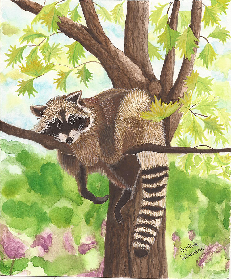 Raccoon in Tree Painting by Cynthia Schumann - Fine Art America