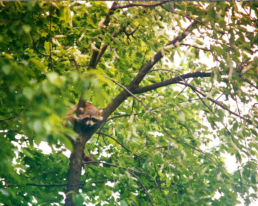 Raccoon In Tree Photograph By Darlene Bell - Fine Art America