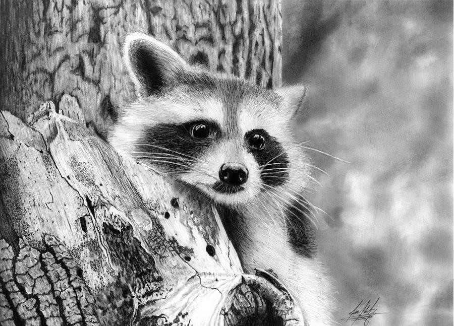 Raccoon in Tree Drawing by James Schultz