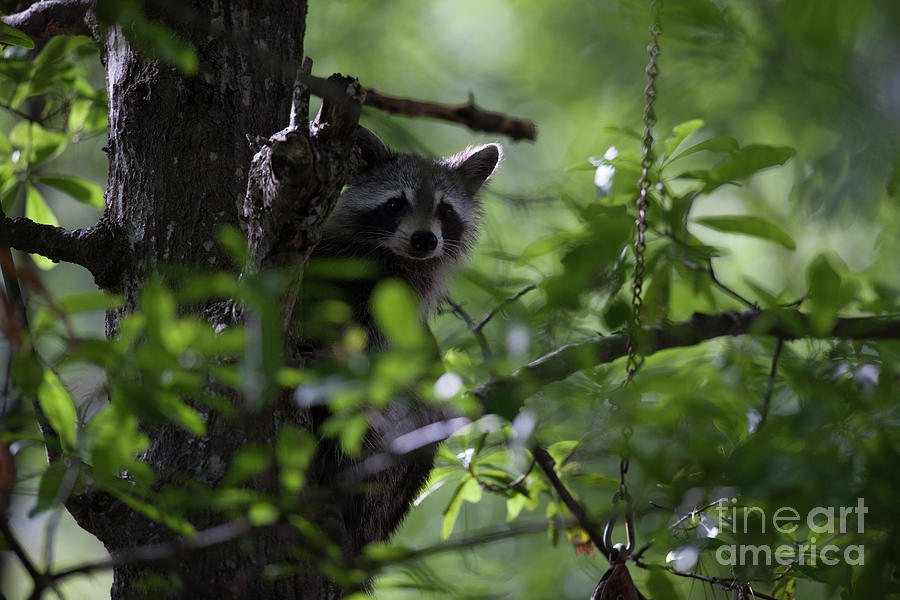 Raccoon in Tree Middle of Day Photograph by Dale Powell