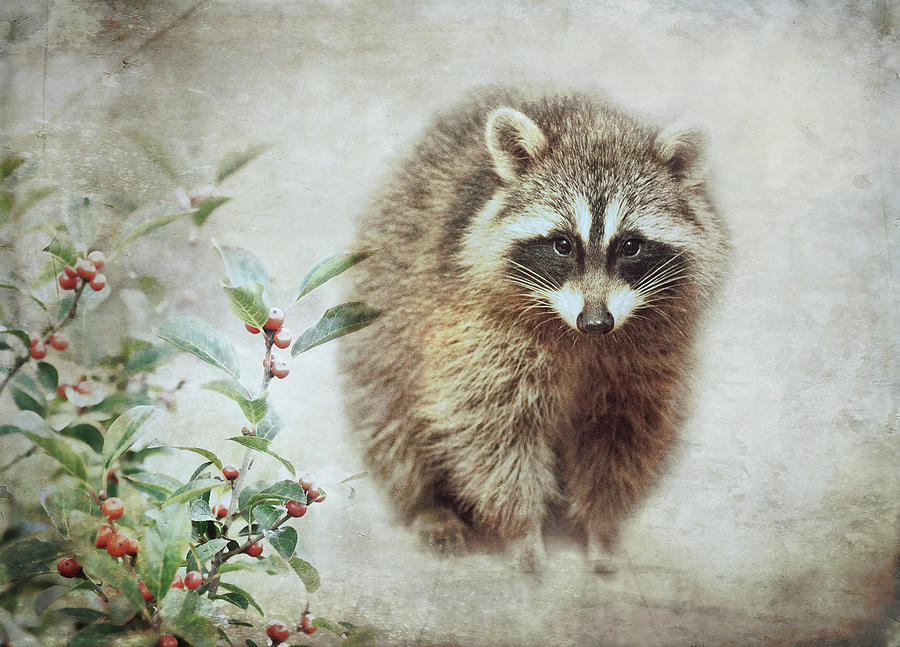 Raccoon In Winterberry Photograph by Sue Capuano