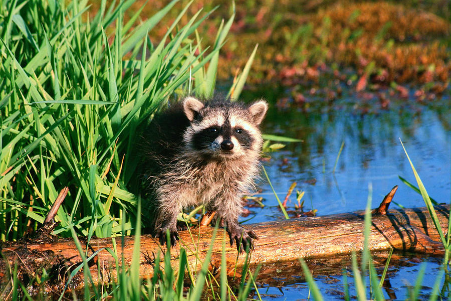 Raccoon Photograph - Raccoon by Jackie Russo
