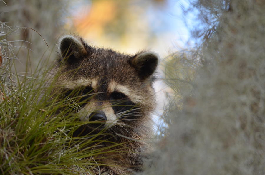 Raccoon Photograph by James Petersen