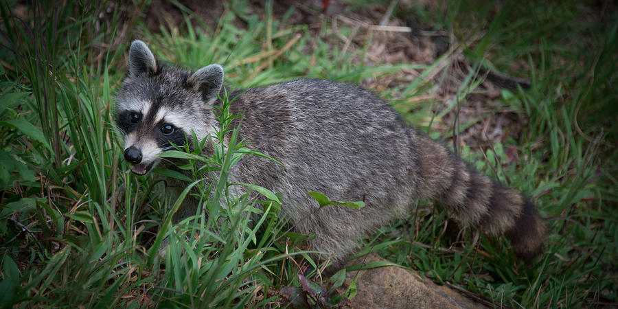 Raccoon Photograph by Joye Ardyn Durham