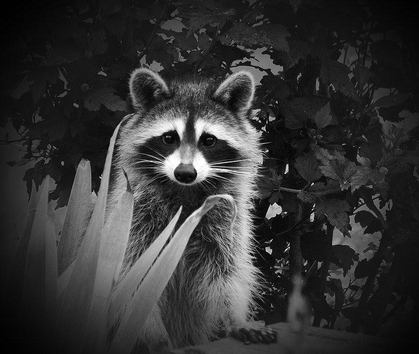 Raccoon Photograph by Judy Genovese