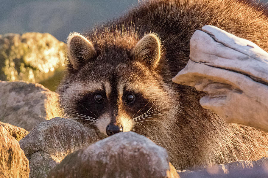 Raccoon Keeps Close Watch Photograph by Tony Hake