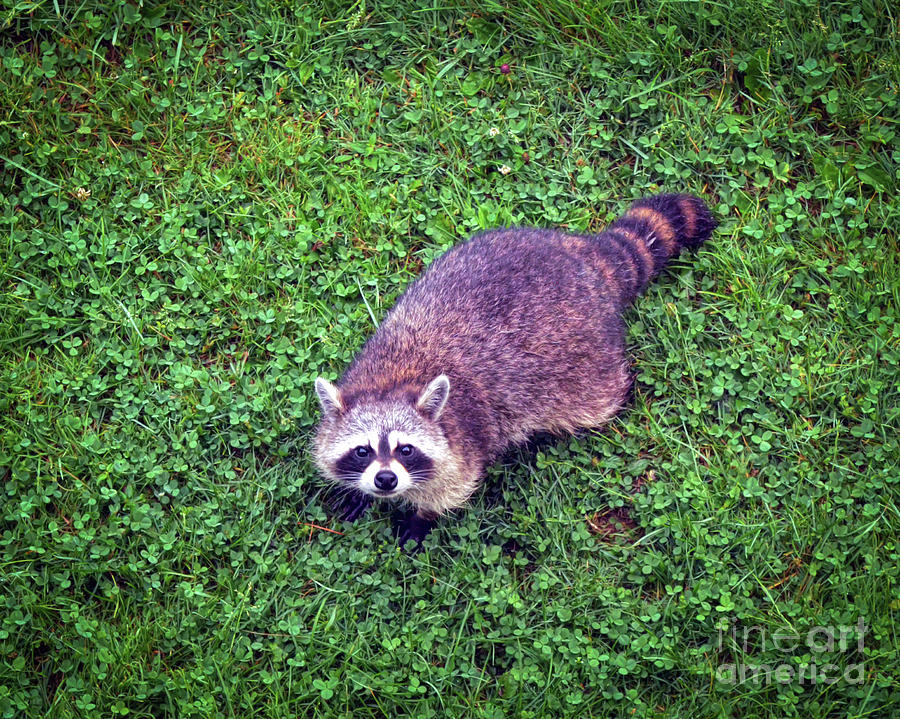 Raccoon  Photograph by Kerri Farley