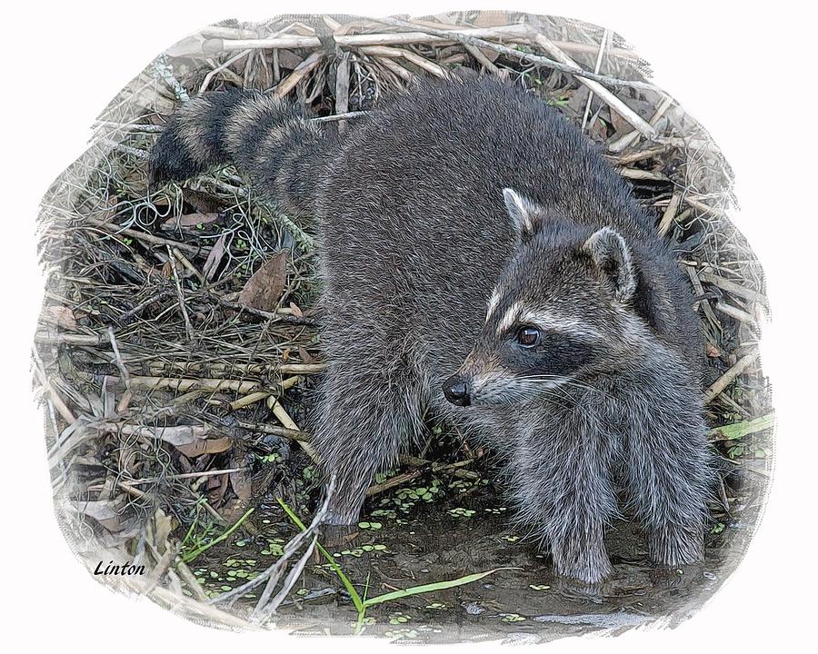Wildlife Digital Art - Raccoon by Larry Linton