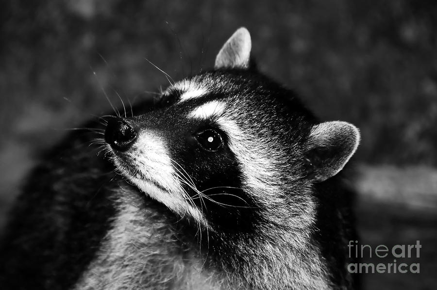 Raccoon Looking Photograph By David Lee Thompson