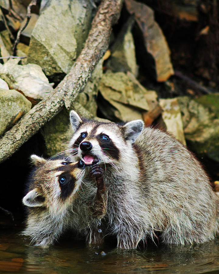 Raccoon Love Photograph By Ron Kruger Fine Art America
