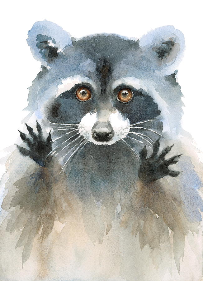 Animal Painting - Raccoon by Maria Stezhko