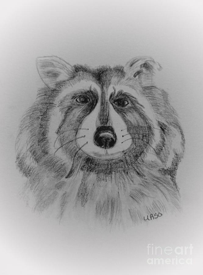 Raccoon Drawing by Maria Urso
