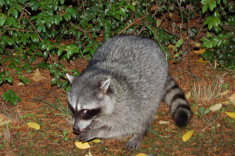 Wildlife Photograph - Raccoon by Mary Griffin