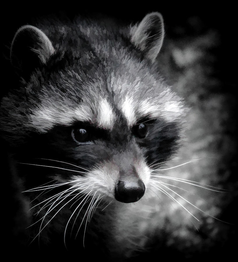 Raccoon Mask Photograph by Athena Mckinzie