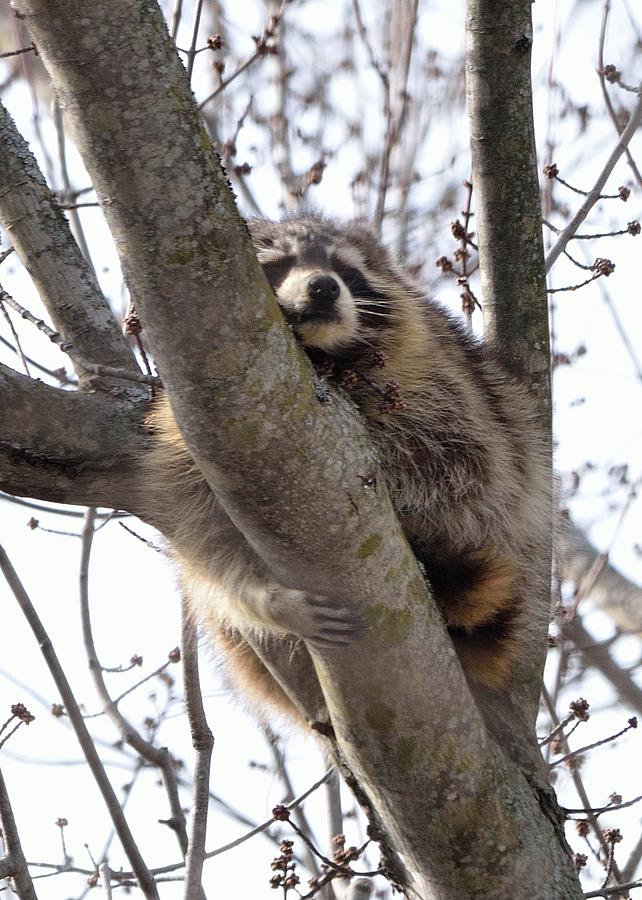 Afternoon Nap-Raccoon up a Tree  Photograph by David Porteus