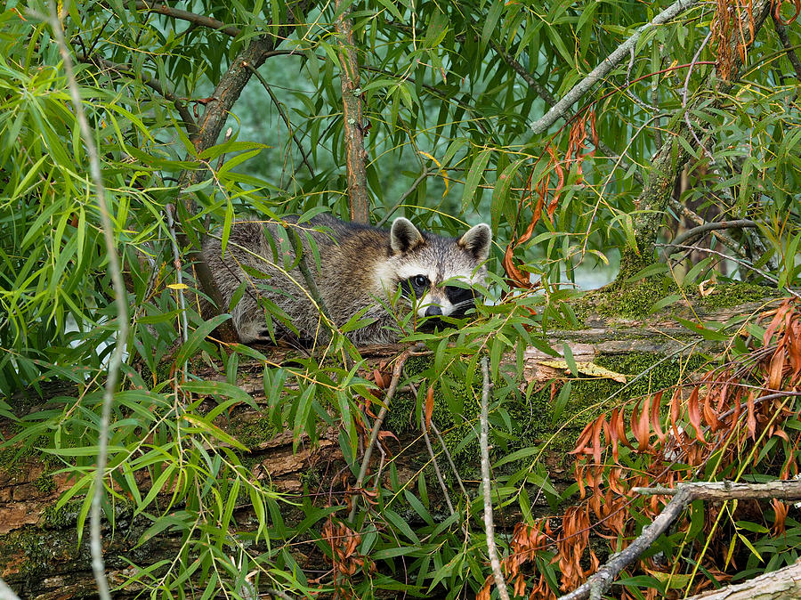 Raccoon Napping on Log Photograph by Paula Ponath