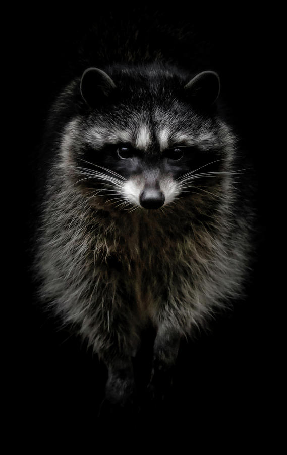 Raccoon Night Crawler Photograph by Athena Mckinzie