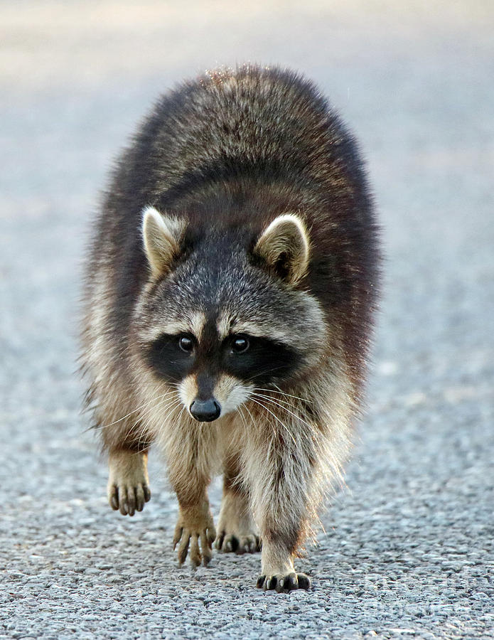 Raccoon on the Prowl Photograph by Steve Gass