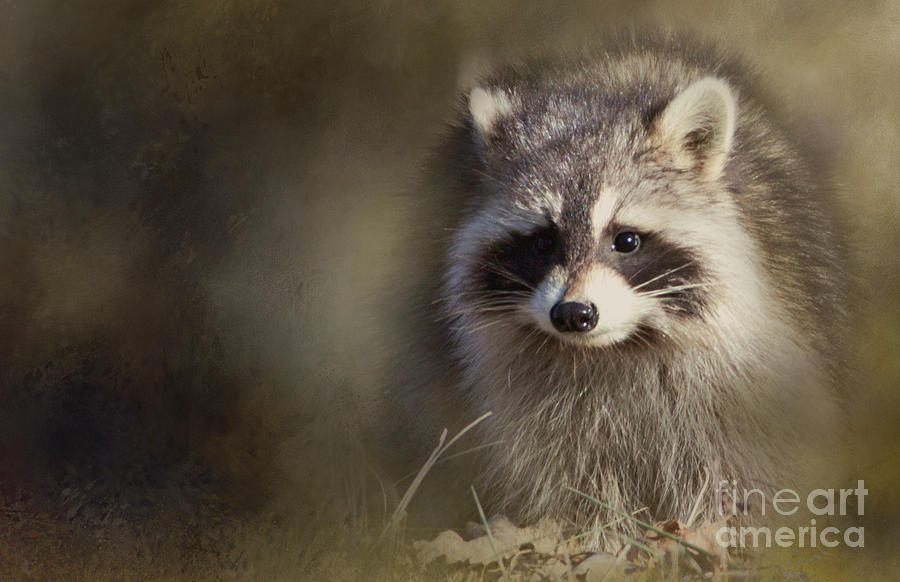 Raccoon Photograph by Pam  Holdsworth