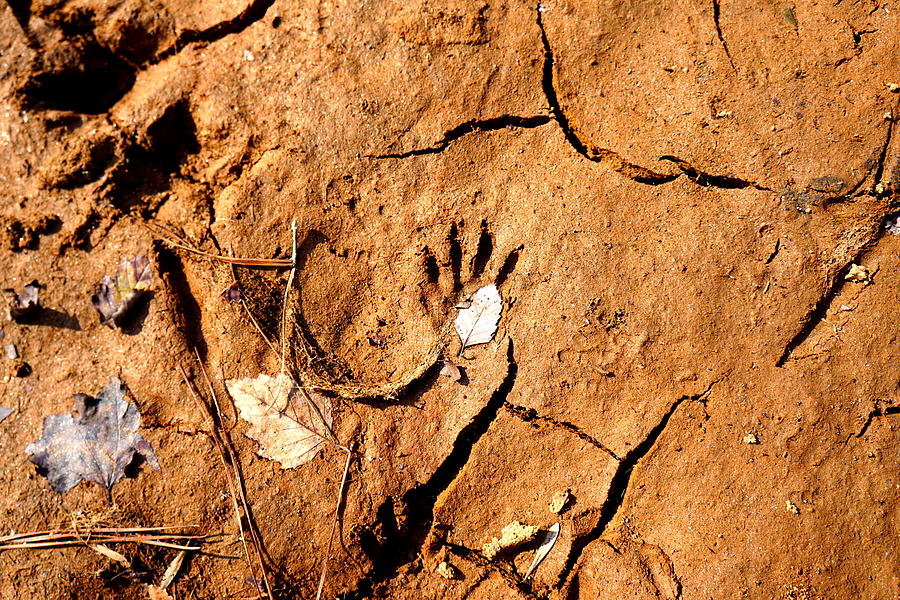 Raccoon Paw in Drought Photograph by Kathy Barney