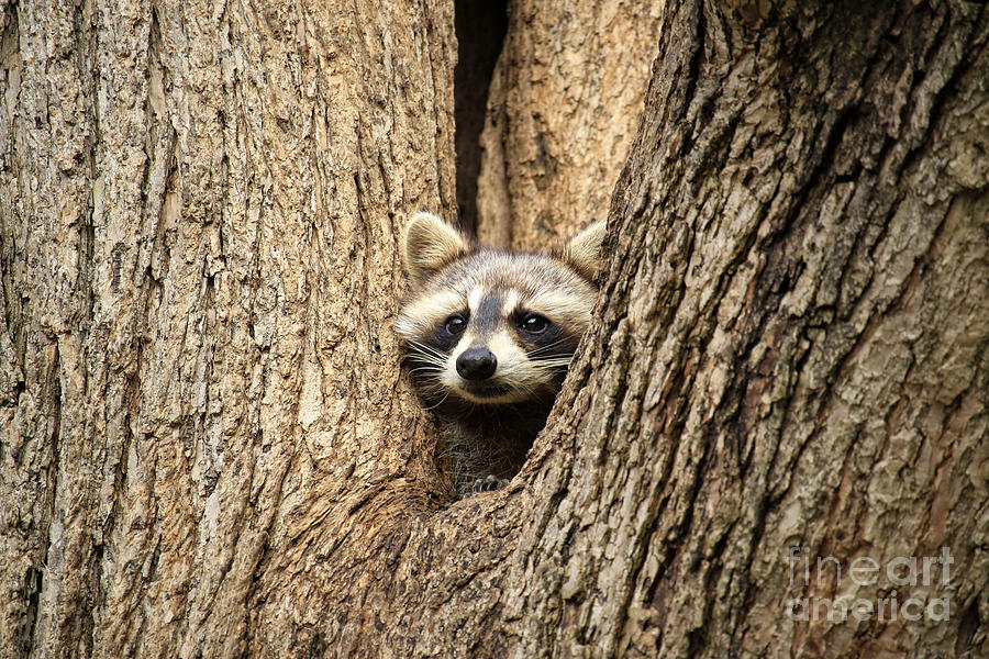Raccoon Peek Photograph by Charline Xia
