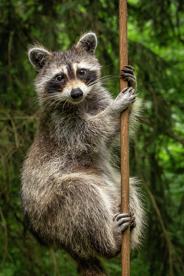 Raccoon Pole Dancer - Wildlife in the Bird Yard Photograph by Carol Senske