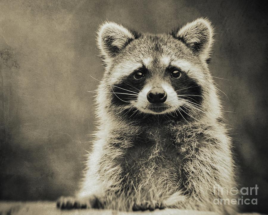 Raccoon Portrait Photograph By Christina Williams