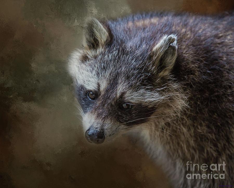 Raccoon Portrait Photograph by Eva Lechner