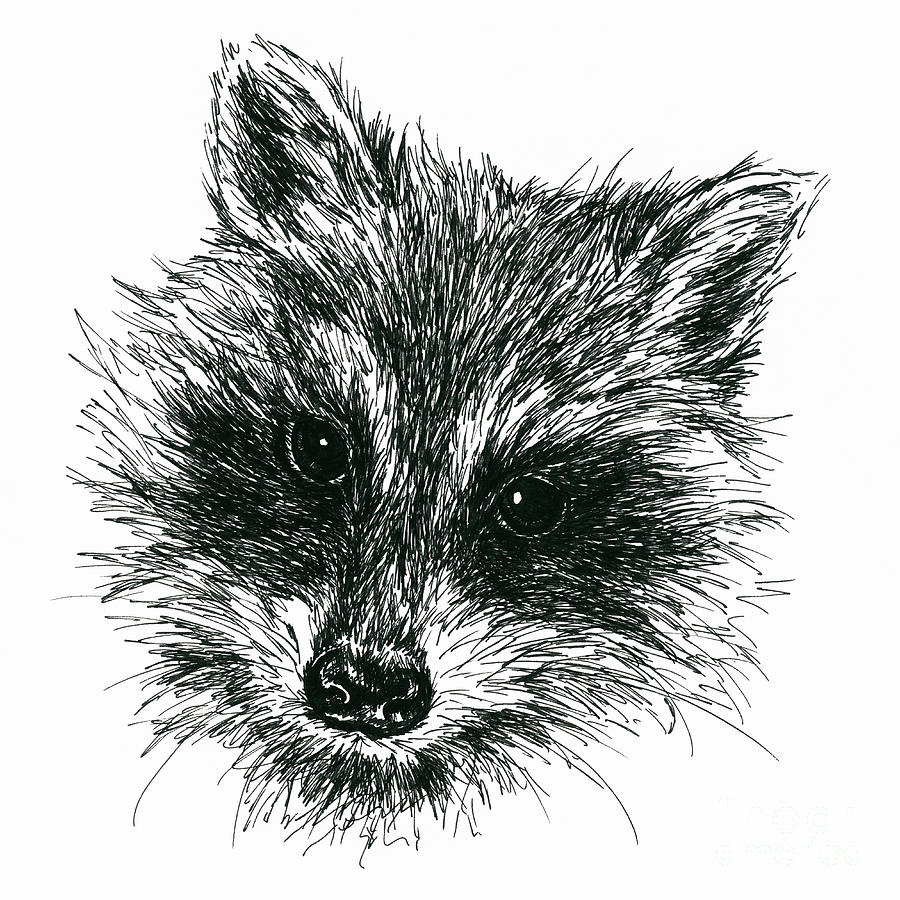 Raccoon Portrait in Ink Drawing by MM Anderson - Fine Art America