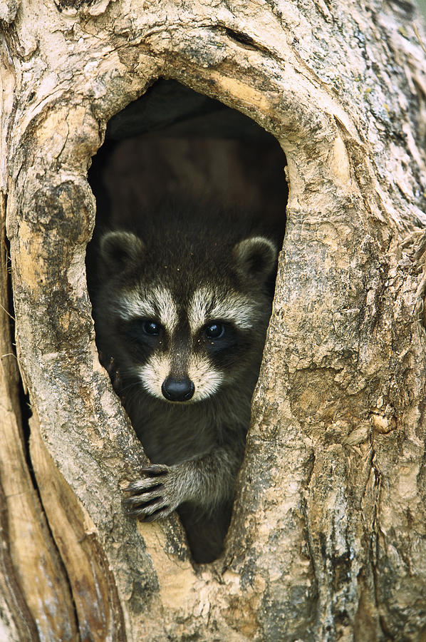 Raccoon Procyon Lotor Baby Peering Photograph by Konrad Wothe