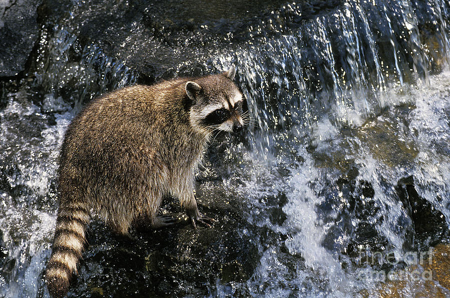 Raccoon Procyon Lotor Photograph by Gerard Lacz - Pixels