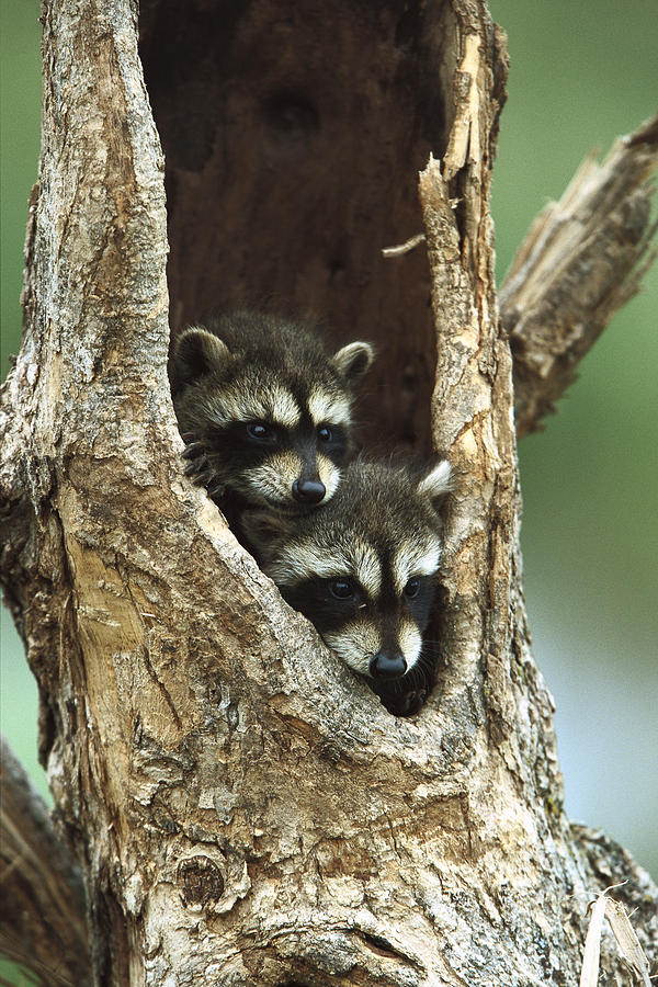 Raccoon Procyon Lotor Two Babies Photograph by Konrad Wothe